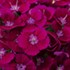 Barbarini Purple Hardy Sweet William