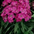'Rose' Sweet William
