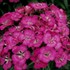 'Rose' Sweet William