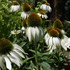 'White Swan'  Echinacea Coneflower