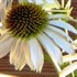 'White Swan'  Echinacea Coneflower