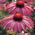 Coneflower 'Primadonna Deep Rose'