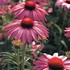 Coneflower 'Primadonna Deep Rose'