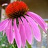 Purple Coneflower