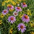 Purple Coneflower
