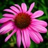 Purple Coneflower