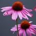 Purple Coneflower