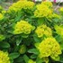 Cushion Spurge