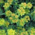 Cushion Spurge