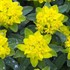 Cushion Spurge