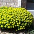 Cushion Spurge