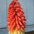 Hot Poker Plant