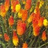 Hot Poker Plant