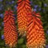 Hot Poker Plant