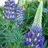 Lupine 'Gallery Blue'