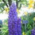 Lupine 'Gallery Blue'