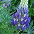 Lupine 'Gallery Blue'