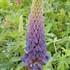Lupine 'Gallery Blue'