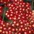 'Strawberry Seduction' Achillea pp18401