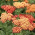 'Strawberry Seduction' Achillea pp18401