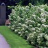 Hydrangea 'Limelight'