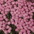 'Pink Grapefruit' Yarrow 