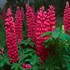 Red Lupine