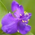 'Zwanenburg Blue' Spider Wort