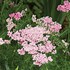 'Pink Grapefruit' Yarrow 