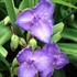 'Zwanenburg Blue' Spider Wort