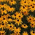 Black-Eyed Susan 