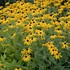 Black-Eyed Susan 