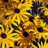 Black-Eyed Susan 