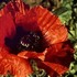'Brillant' Poppy