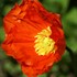'Champagne Bubbles' Iceland Poppy