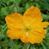 'Champagne Bubbles' Iceland Poppy