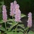 'Blue Fortune' Anise Hyssop