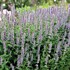 'Blue Fortune' Anise Hyssop