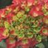'Cityline Paris' Hydrangea