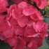 'Cityline Paris' Hydrangea