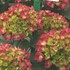 'Cityline Paris' Hydrangea