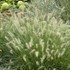 Hameln Dwarf Fountian Grass