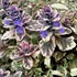 'Burgundy Glow' Bugleweed