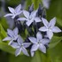 'Blue Ice' Amsonia Blue Star