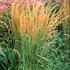 'Karl Foerster' Feather Reed Grass