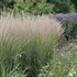 'Karl Foerster' Feather Reed Grass