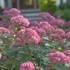 'INVINCIBELLE Spirit II' Hydrangea