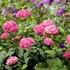 'INVINCIBELLE Spirit II' Hydrangea