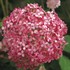 'INVINCIBELLE Spirit II' Hydrangea