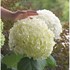 'Incrediball' Hydrangea